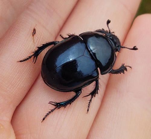 Réf. 350 182 : Trypocopris pyrenaeus